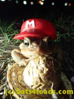 /home//u458753944/public_html/sourcegallery///////////////////////Roxborough Toad Detour/2013-2019/2017/P4030705.JPG
